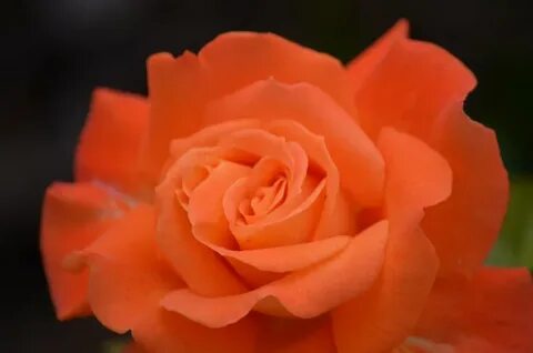 Roses оригинал