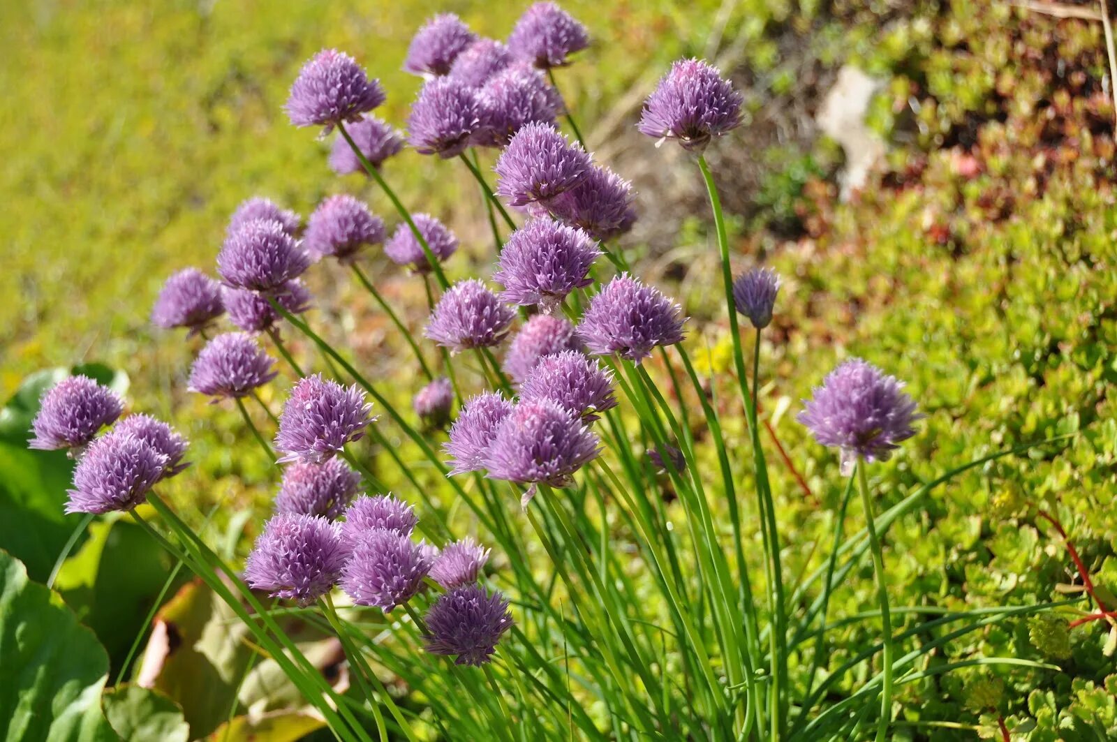 Лук шнитт (лук скорода). Лук шнитт (Allium schoenoprasum). Лук-резанец (скорода, шнитт-лук. Лук скорода аллиум.