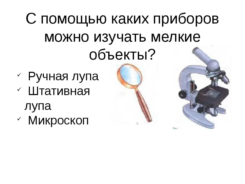 С помощью лупы можно рассмотреть. Биология 5 кл. Увеличительные приборы. Штативная лупа. Лупа и микроскоп. Строение лупы и микроскопа.