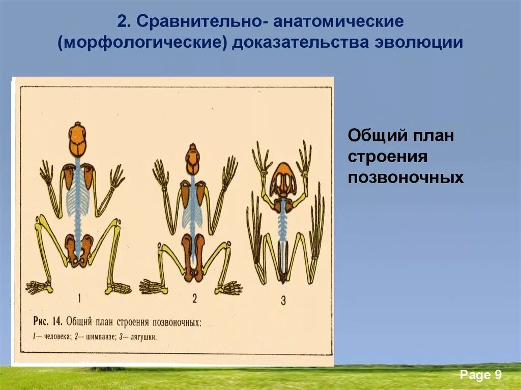 Сравнительно анатомические доказательства эволюции это