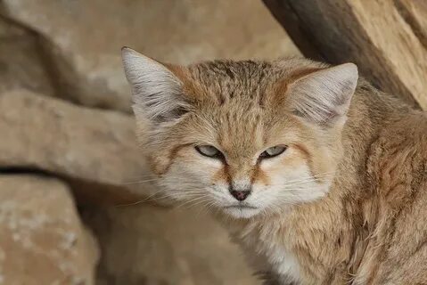 Барханный кот