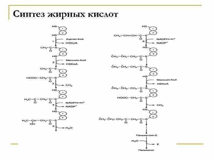 Синтез пальмитиновой. Синтез жирных кислот биохимия реакции. Синтез жирных кислот последовательность реакций. Синтез жирных кислот схема. Синтез высших жирных кислот биохимия схема.