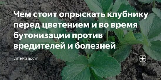 Чем можно опрыскать клубнику. Обработка клубники от болезней. Обработка клубники от вредителей. Период бутонизации клубники. Обработка клубники во время цветения.