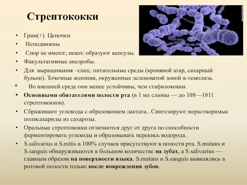 Среда полости рта. Строение бактерии стрептококка. Бактерии вредные для человека стрептококки. Стрептококки бактерии описание. Стрептококки характеристика заболевания.