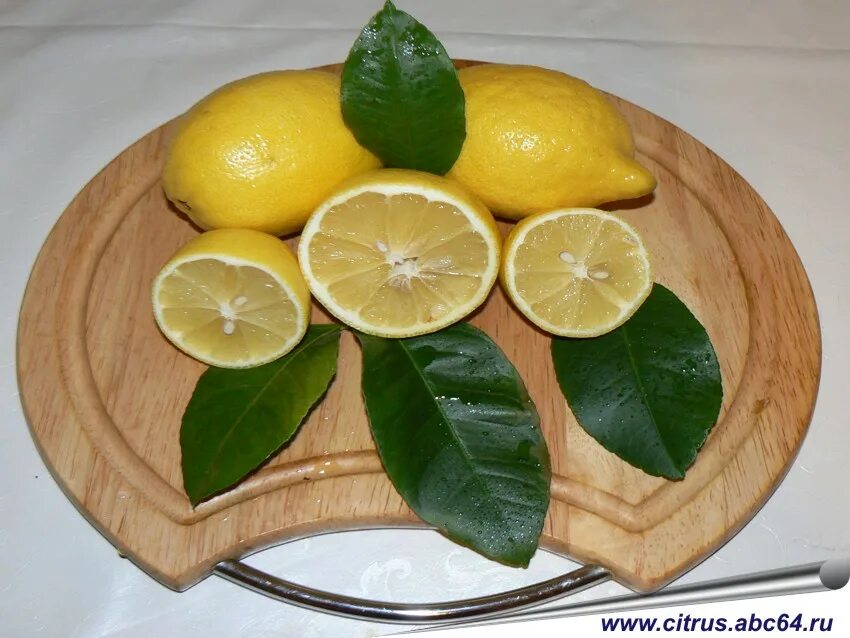 Лимон это гибрид. Комнатный лимон. Сорт лимона с тонкой кожурой. Абхазский лимон сорт. Лимон новозеландский.