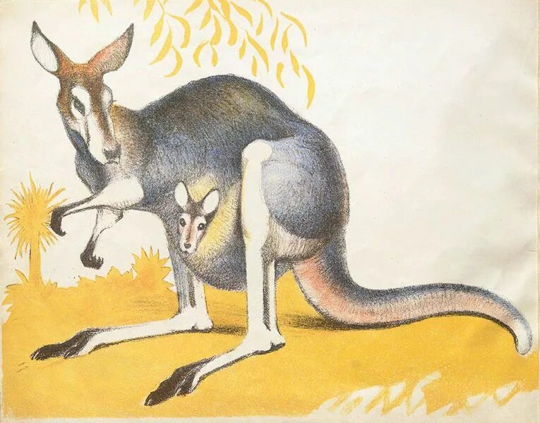 Кенгуру ру песня. Маршак кенгуру. Стихотворение про кенгуру. Стих про кенгуру для детей. Стихотворение про кенгуру для детей.