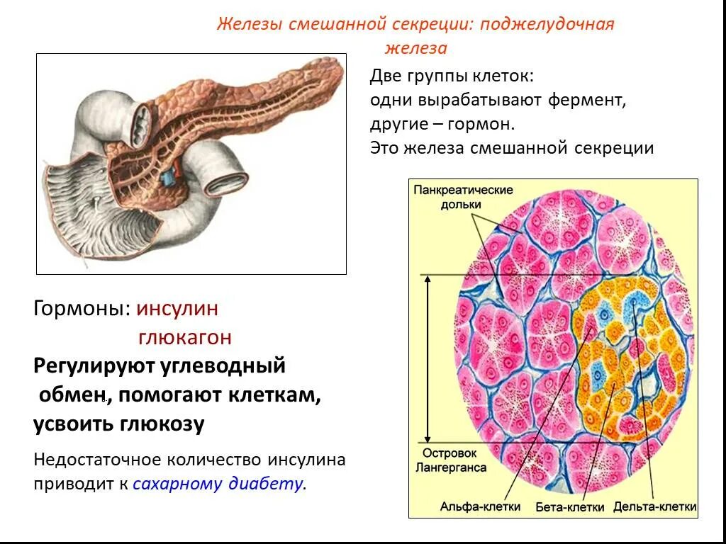 Секреция поджелудочной железы внутренняя секреция. Поджелудочная железа смешанные секреции. Функции поджелудочной железы 8 класс биология. Поджелудочная железа железа смешанной секреции.