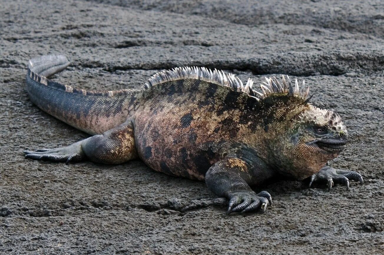 Галапагосы игуана. Галапагосская морская игуана. Морская игуана (Amblyrhynchus cristatus). Эквадор морская игуана.