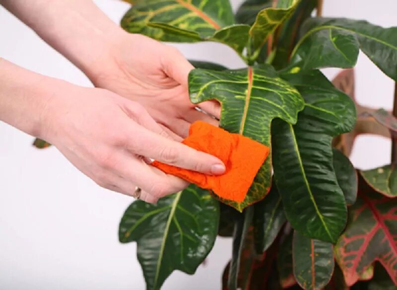Замиокулькас. Чем протирать листья комнатных растений. Чем протирать листья комнатных растений. Протирание пыли с комнатных цветов. Фикус каучуконосный.