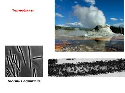 Термофилы