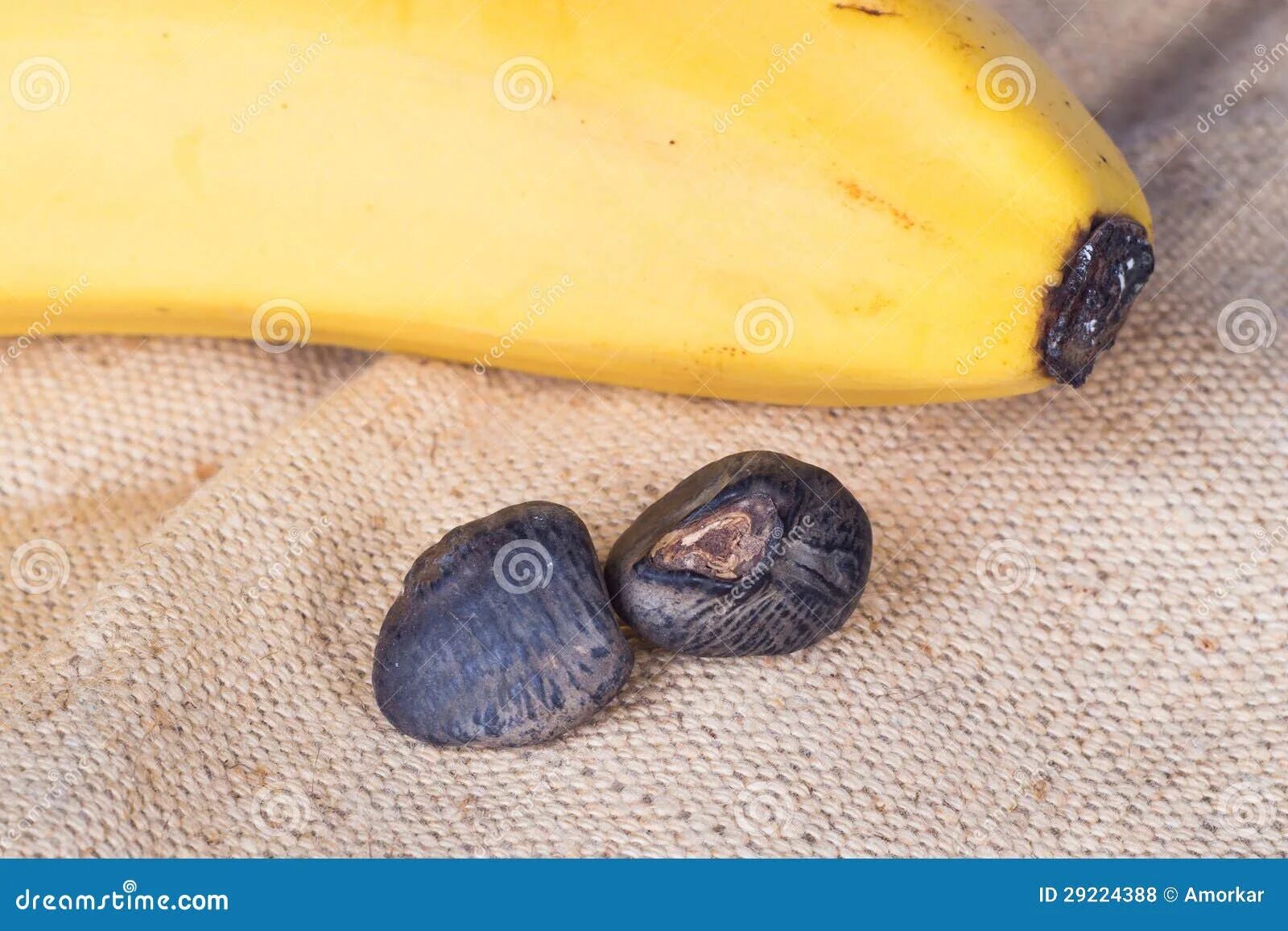 Как выглядят семена банана Seeds of banana and banana stock image. Image of seeds 99173241