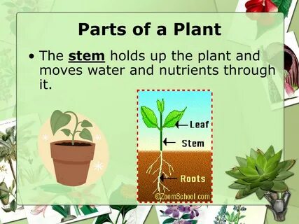 Plant me перевод