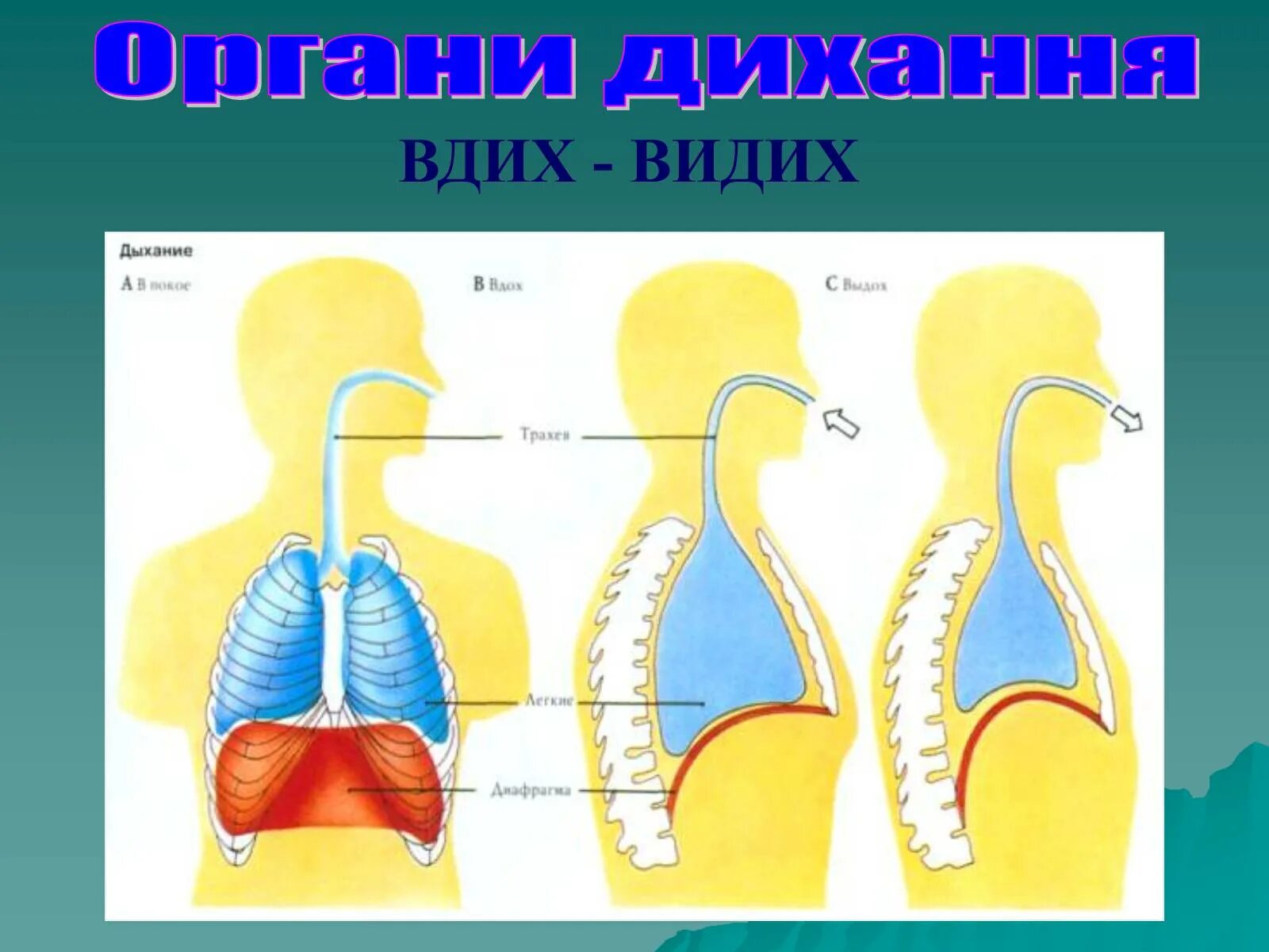 Процесс вдоха человека. Дыхательные движения схема вдох выдох. Органы дыхания. Дыхательная система человека схема. Процесс дыхания человека схема.