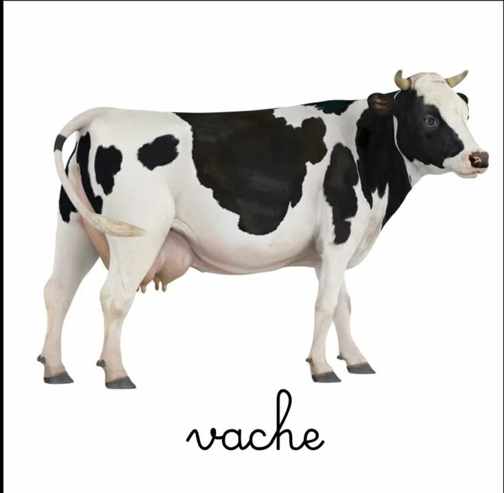 Cow model