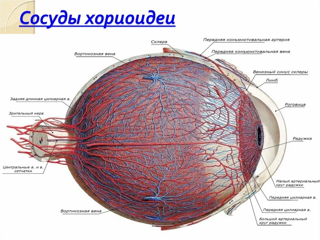 Сосудистая оболочка функцию сетчатка функцию. Надсосудистая пластинка сосудистой оболочки. хориоидея гистология. иннервация сосудистой оболочки глаза. сосудистая оболочка глаза анатомия.