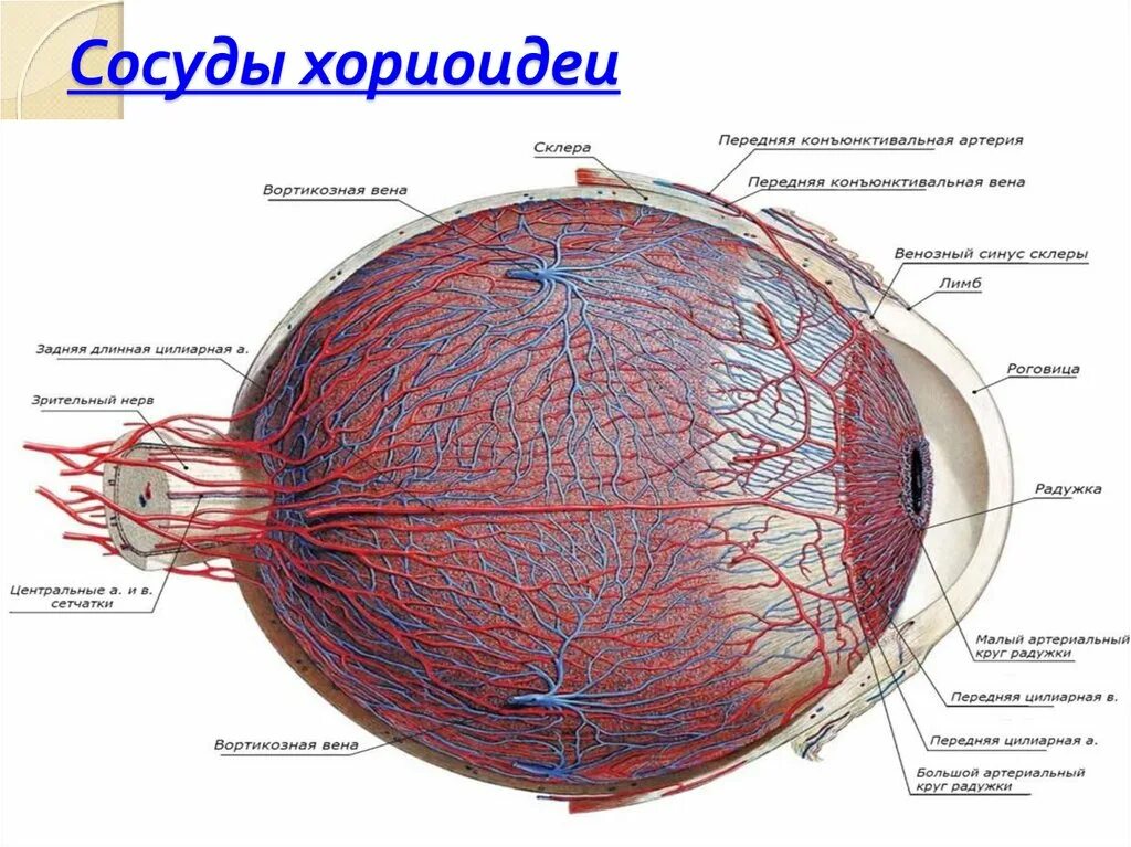 Надсосудистая пластинка сосудистой оболочки. Хориоидея гистология. Иннервация сосудистой оболочки глаза. Сосудистая оболочка глаза анатомия.