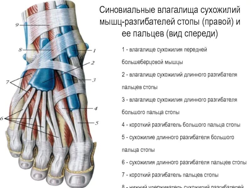 Сухожилия пальцев стопы. Длинный разгибатель большого пальца стопы. длинный разгибатель большого пальца стопы анатомия. сухожилие длинного разгибателя большого пальца стопы. разгибатель 1 пальца стопы.