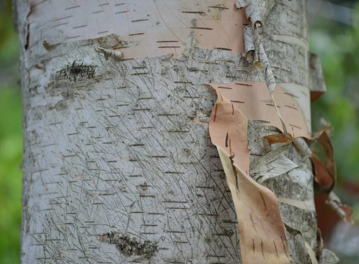 Лист бересты. Бумага из бересты. Береста материал. С обратной стороны береста желтоватая бархатистая. С обратной стороны береста желтоватая бархатистая.