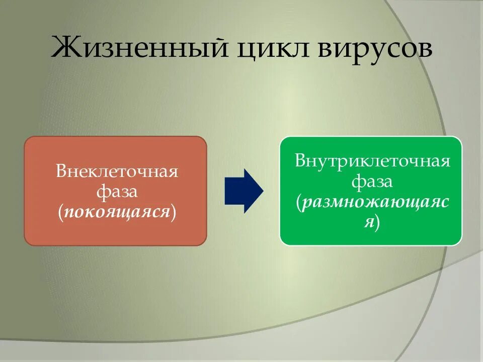 Жизненный цикл вируса. Жизненный цикл вируса в компьютере. Жизненный цикл вирусов неклеточных форм жизни. Внеклеточные формы жизни.