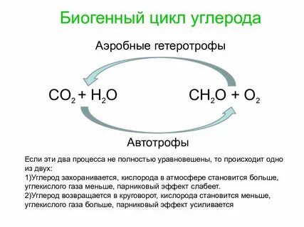 Легкие углероды