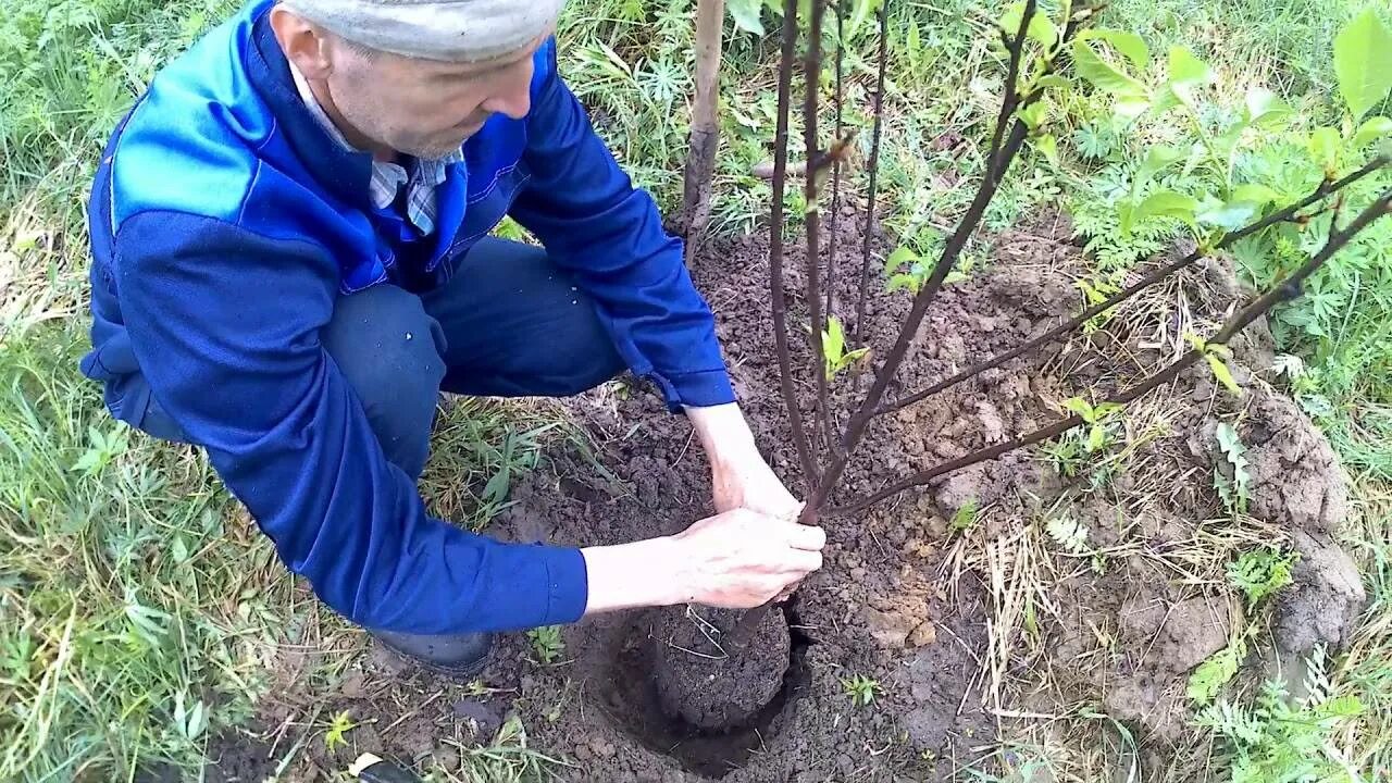 Можно ли пересадить орех