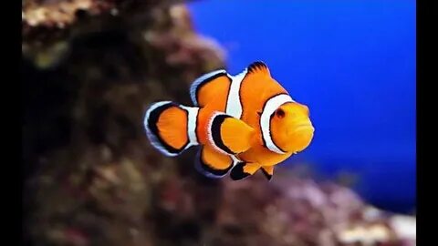 Clownfish
