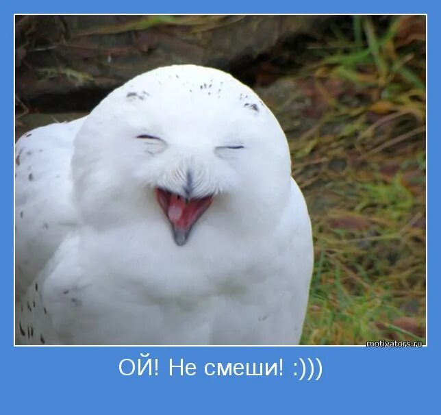 Интерактивная сова хибоу. Смешные совы. Филин ютуб. Сова которая говорит. Yoll мурлок.