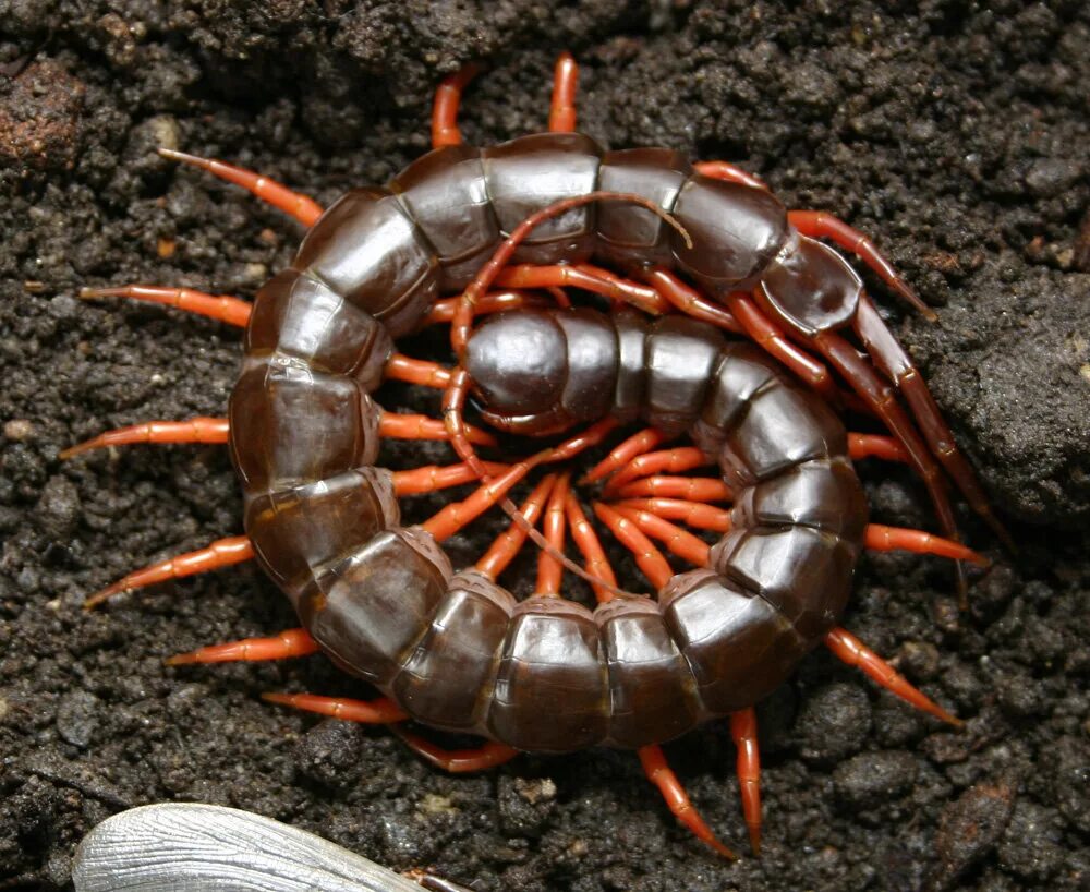 Крымская кольчатая сколопендра. Гигантская сколопендра многоножки. Сколопендра крымская черная. Сколопендра крымская ядовитая. Сколопендра картинки.