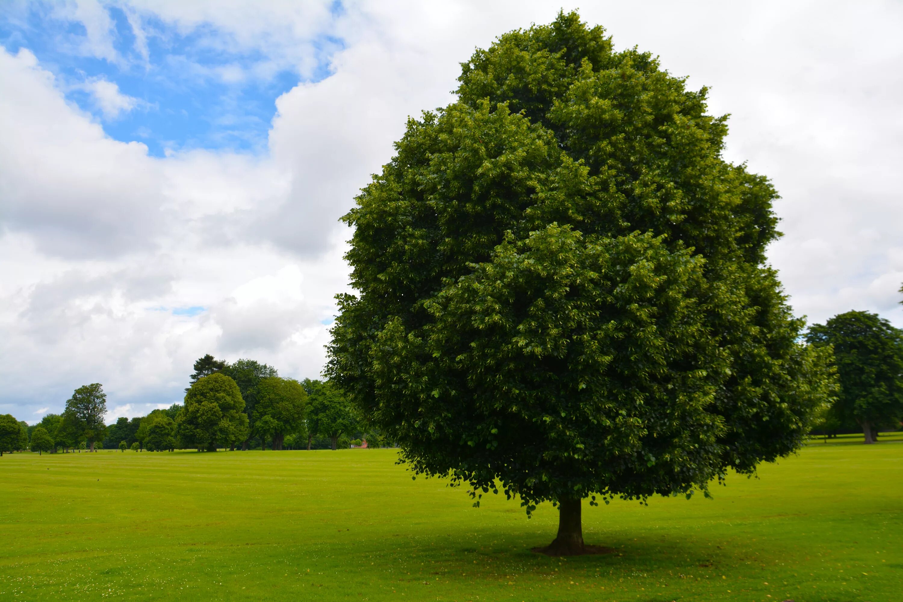 My new tree. Раскидистая крона. Дерево. Дерево зеленое. Красивое дерево.