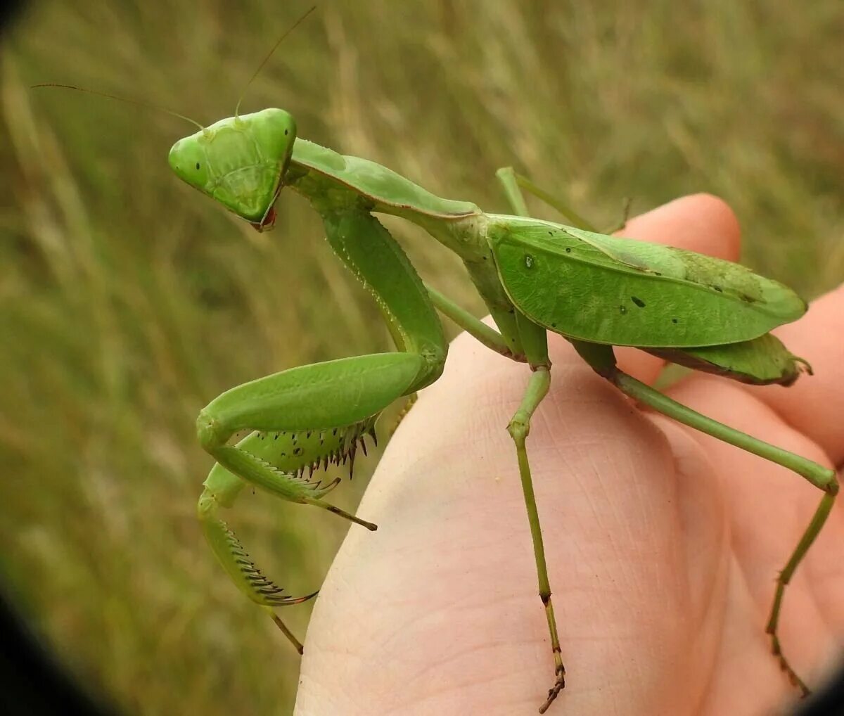 Ischnomantis Gigas богомол. Ромбодера богомол. Земляной богомол. Земляной богомол (Geomantis Larvoides).