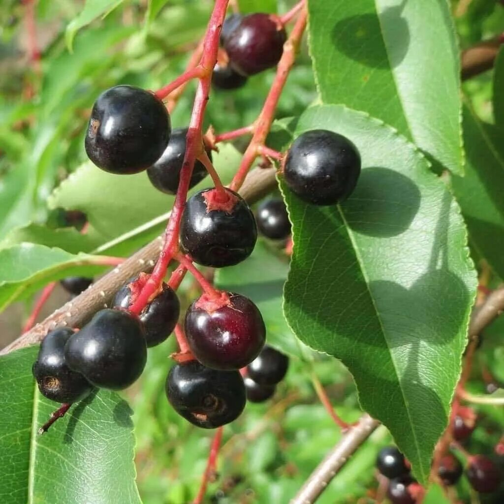 Черемуха черешня. Черемуха поздняя (prunus serotina). black cherry (prunus serotina ) дерево. вишня американская (prunus serotina). prunus serotina растение.