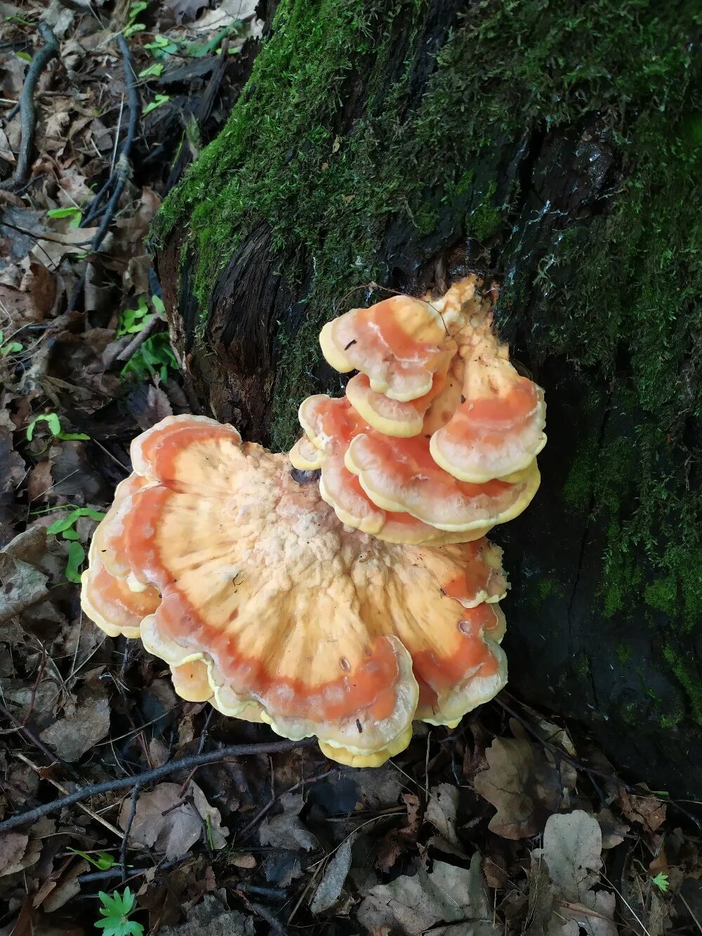 Гриб Laetiporus sulphureus. Трутовик сернисто жёлтый. Гриб трутовик серно желтый. Трутовик серно желтый Laetiporus sulphureus. Трутовик серно