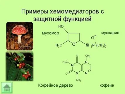 Мускарин