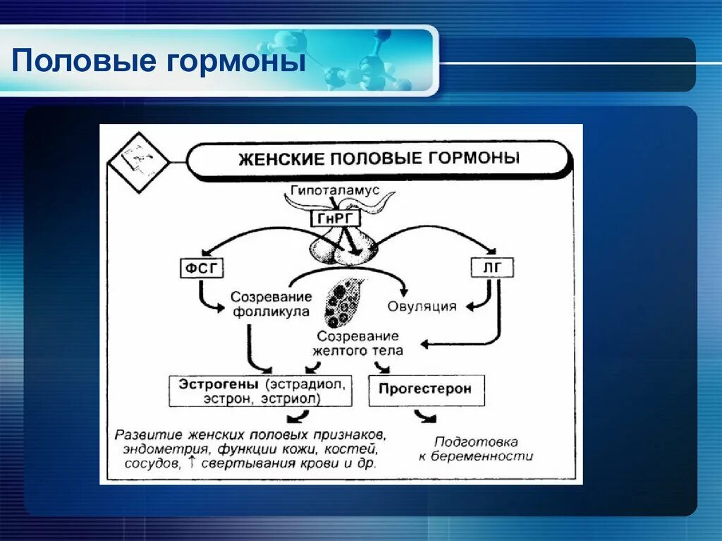 Действие женских половых гормонов. Механизм действия женских половых гормонов. Гормоны половых желез. Механизм действия.. Эстрадиол механизм действия. Механизм действия гормонов женщины.