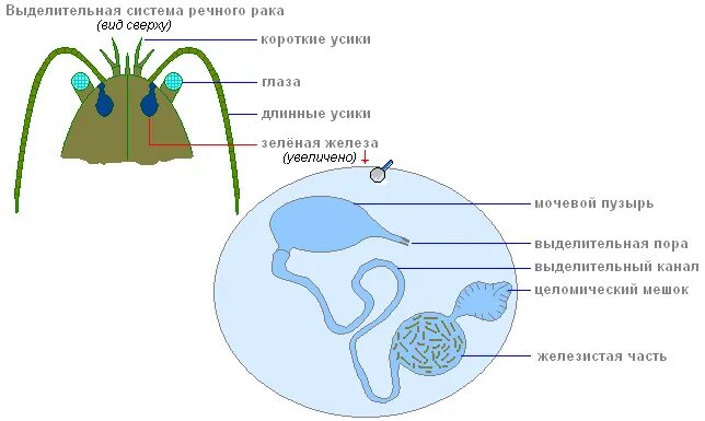 Рак какое дыхание. Зеленые железы ракообразных строение. Выделительная система ракообразных схема. Выделительная система система у ракообразных. Строение выделительной системы ракообразных.