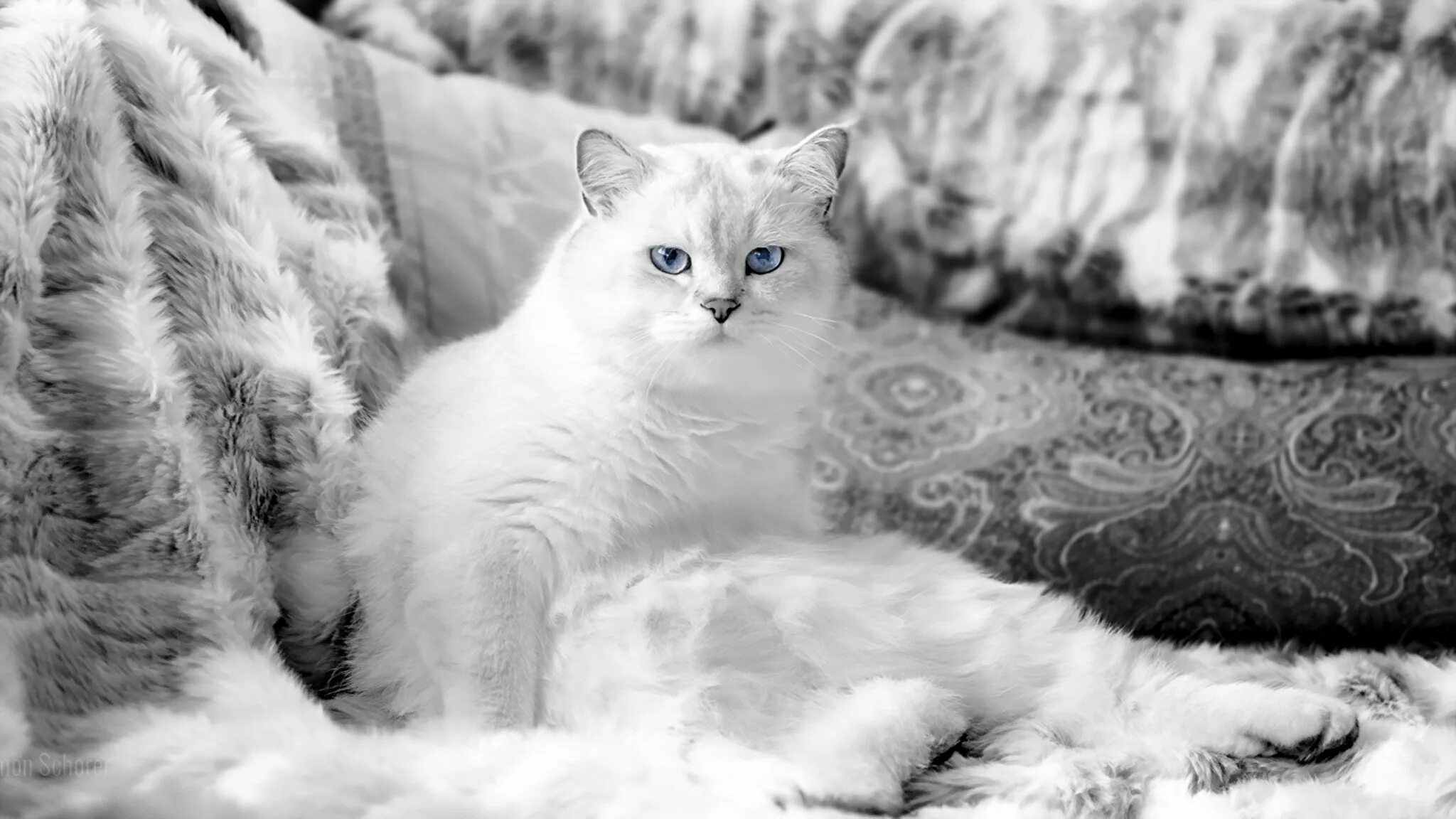 Обои белые кот. Кошка белая. белый кот обои. белая пушистая кошка. кот в снегу.