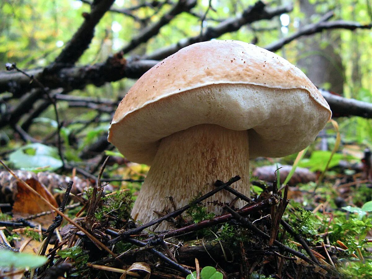 Боровик бывает. Boletus edulis – белый гриб. болетус эдулис. белый гриб еловый боровик. боровик березовый.