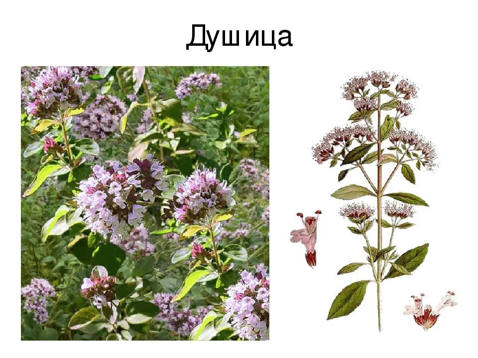 Душица чабрец одно и тоже или нет. Душица обыкновенная. душица орегано северное сияние. орегано это чабрец. тимьян душица мята.