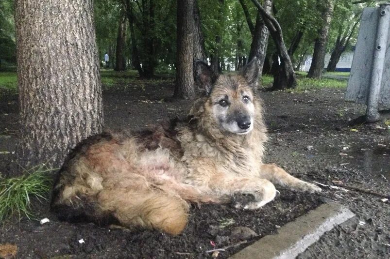 Псу все не то. Псу все не то. Собака метит. Псу все не то. Памятник собаке в комсомольске на амуре.
