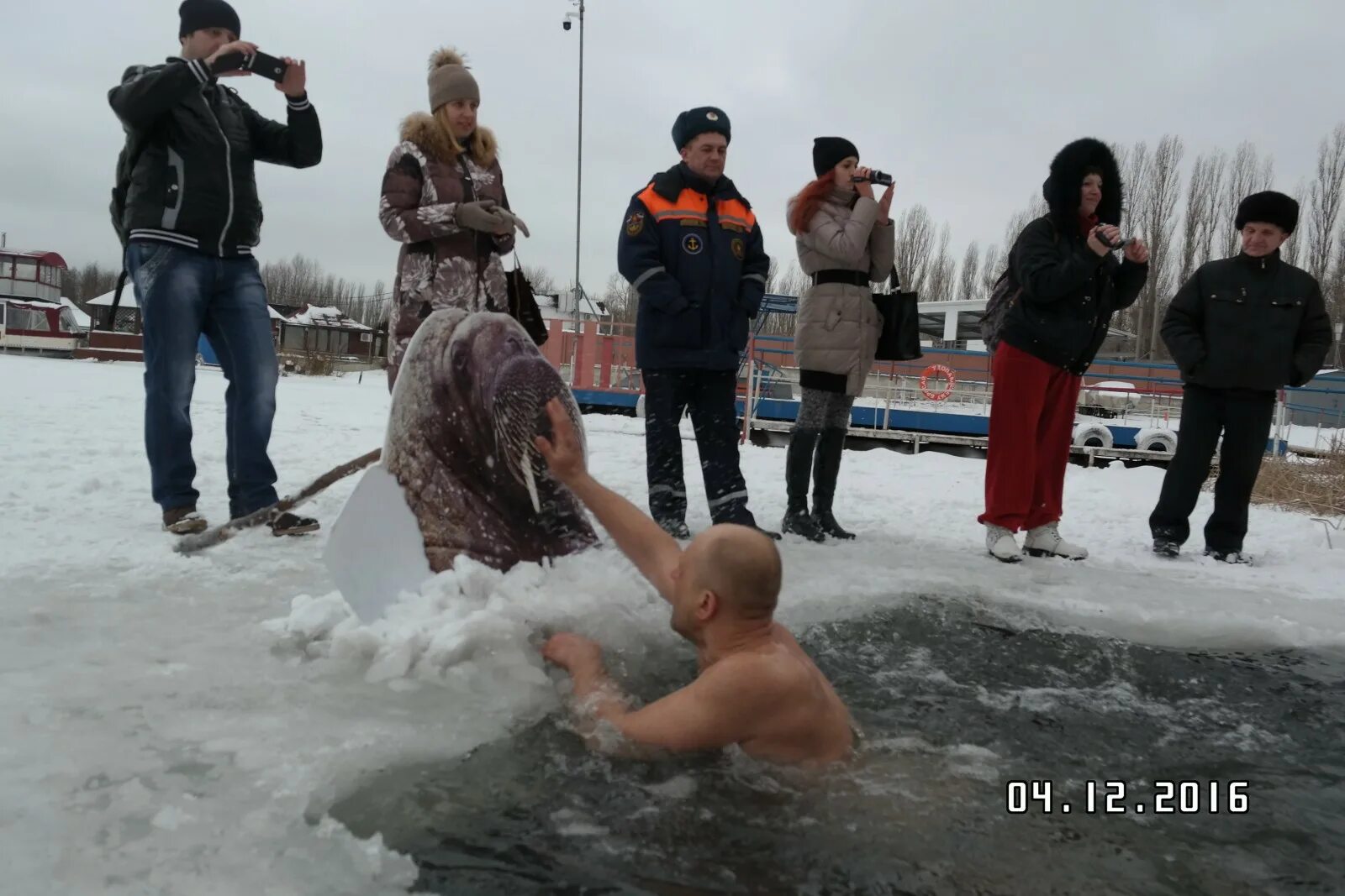 моржи липецк