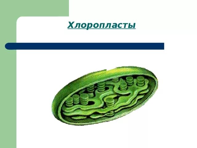 Хлоропласты характерны для ответ. Органоиды клетки рисунки хлоропласты. Органоид хлоропласт рисунок. Хлоропласты в эукариотической клетке.