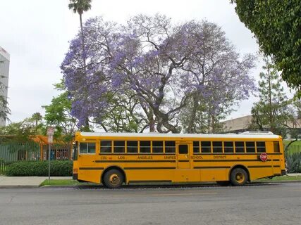 Bus los