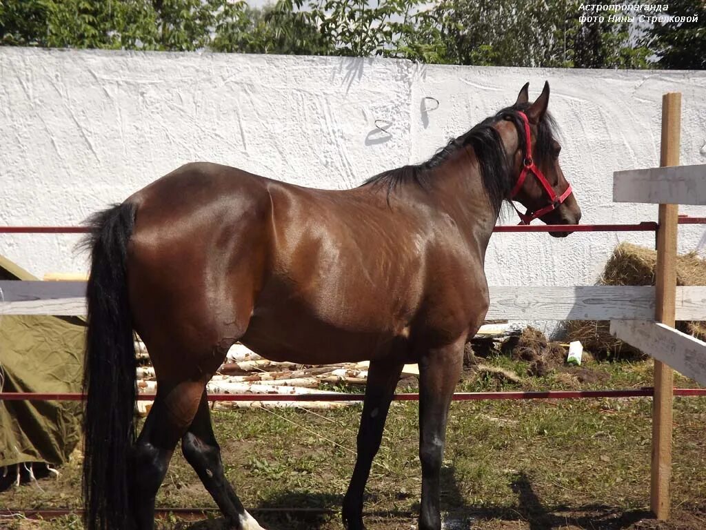 лошадь тяжеловоз битюг. битюг лошадь. битюг — русская порода тяжеловозных лошадей. битюг тяжеловоз. лошадь тяжеловоз битюг.