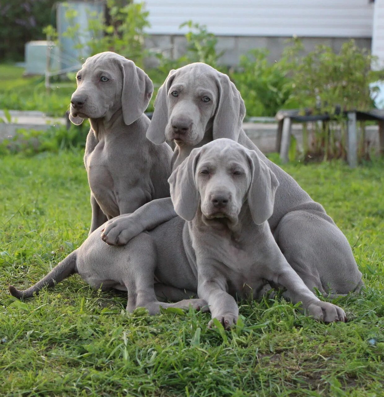 Веймаранер собака. Веймаранер голубой. Гончая веймаранер голубая. Гончая веймаранер. Венгерская выжла и веймаранер.