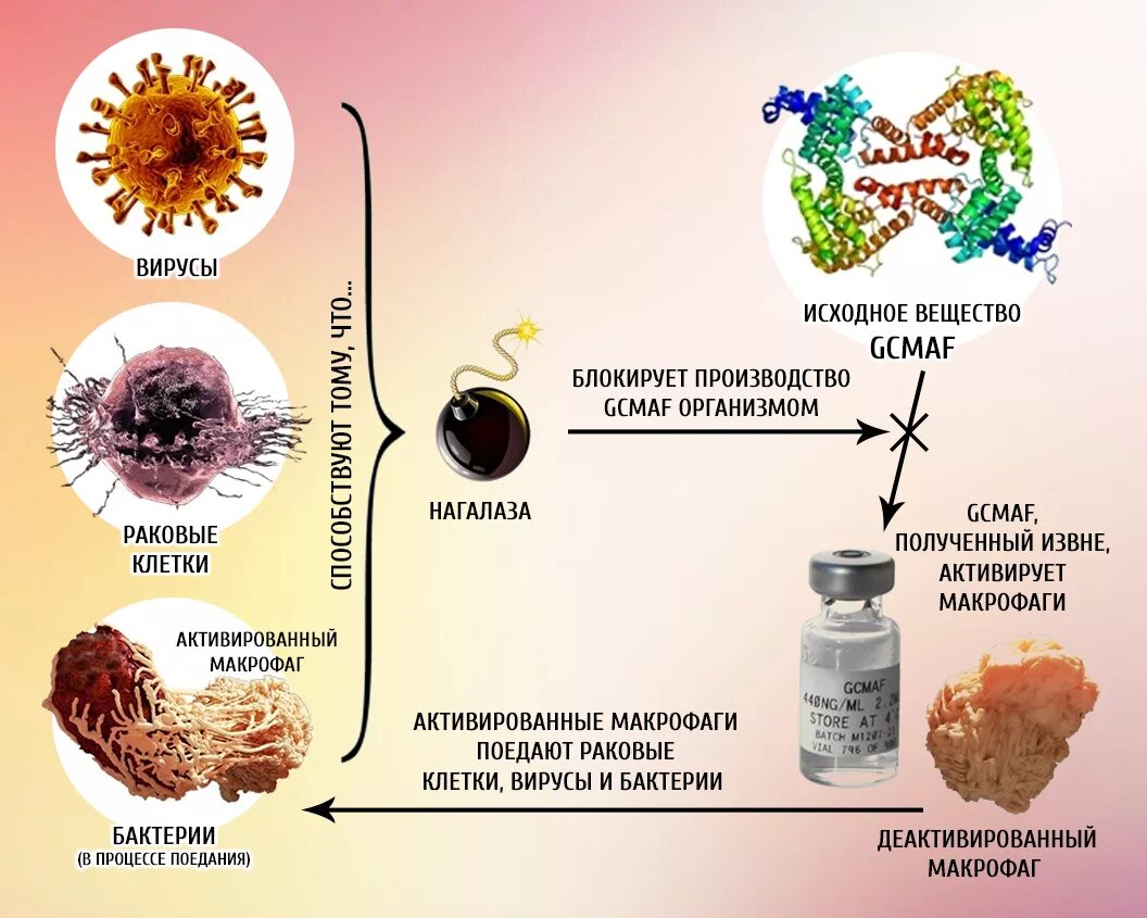 Вирусы и бактерии в организме человека. Раковые клетки в организме. Процесс деления раковых клеток. Раковые клетки в человеческом организме. Активированные макрофаги