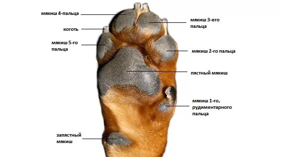 Структура лапы собаки. Строение лап у собак анатомия. Прибылые пальцы у собак анатомия.