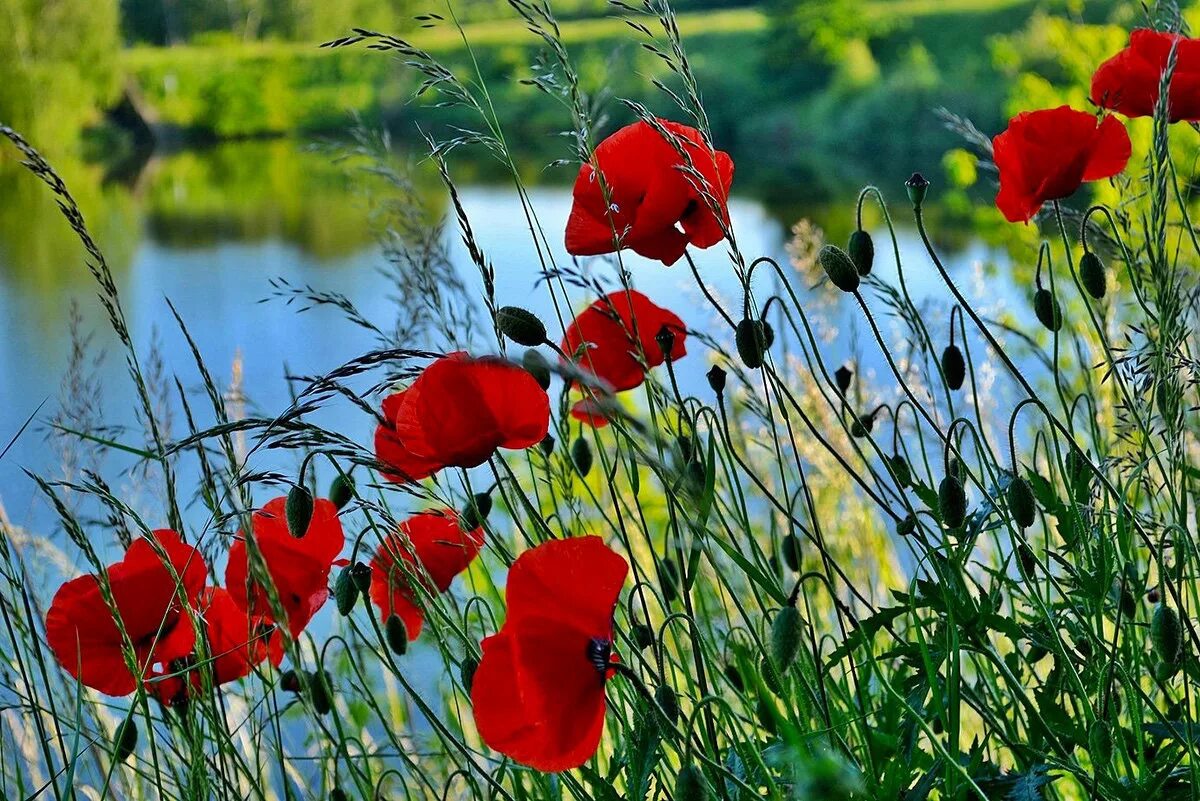 красные маки память земли. маки красные маки горькая память земли. маки маки красные маки горькая слушать. танец маки маки красные маки горькая память земли. маки маки красные маки горькая память земли.