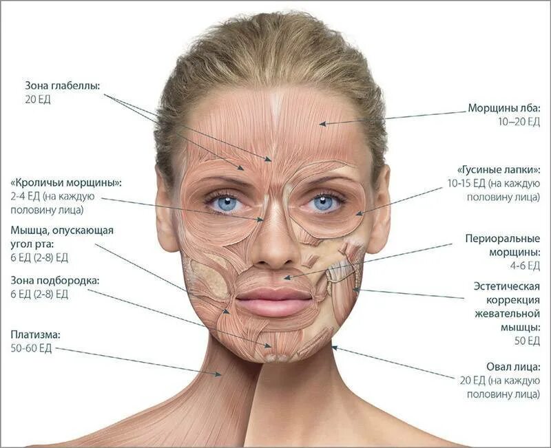 Норма лба. Мышцы лица. Анатомия лица для косметологов ботокс. Схема введения диспорта. Зоны введения ботулотоксина.