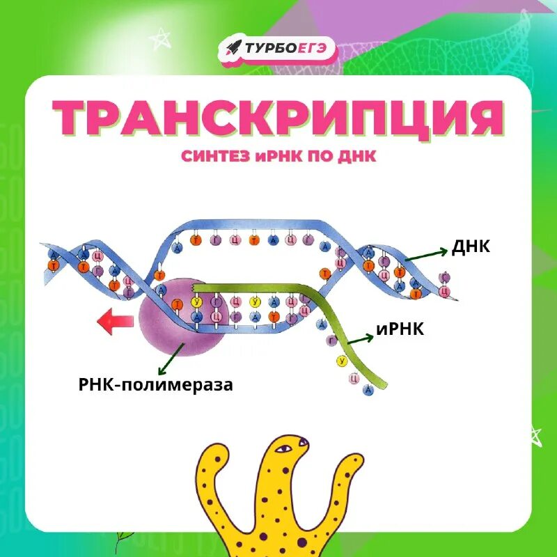 Присоединение рнк полимеразы к промотору. Присоединение рнк полимеразы к промотору