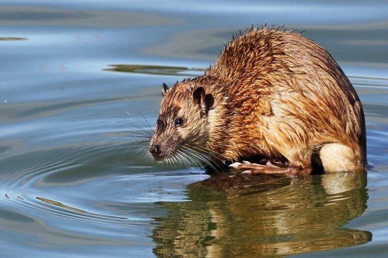 Мышь в воде. Водяная полёвка водяная крыса. Водяная крыса полевка. Ондатра Речная крыса. Земляная крыса полевка.